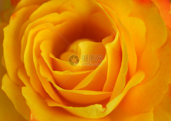 黄玫瑰花缝合装饰风格玫瑰花园季节性植物植物群阴影花朵花瓣图片