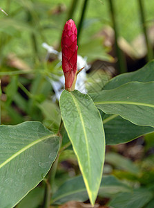 红花阴影花瓣花艺植物群季节性花朵植物园艺装饰风格图片