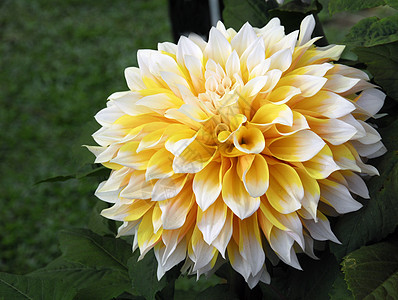 黄色 Dahlia 花朵风格园艺花瓣季节性植物植物群花园花艺装饰阴影图片