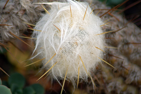 Cactus 工厂植被多刺肉质沙漠旱生植物生长植物学花园植物草本图片