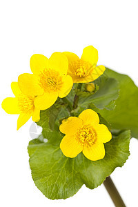 马什马里戈尔德野花花序叶子毛茛宏观花瓣植物黄色图片