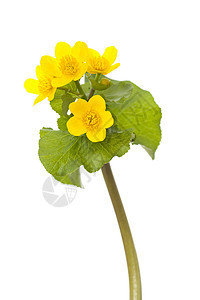 马什马里戈尔德黄色毛茛宏观花瓣植物花序叶子野花图片