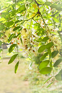 春天的白花和新鲜叶子图片