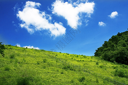 北山和绿草太阳桦木木头场地天空土地针叶林荒野草地野生动物图片