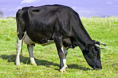 牛牛放牧库存场地配种动物群农业咀嚼场景牧草小动物家畜图片