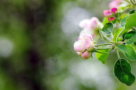 苹果花切合图片花瓣蓝色花园边界叶子雌蕊食物香气宏观生长图片