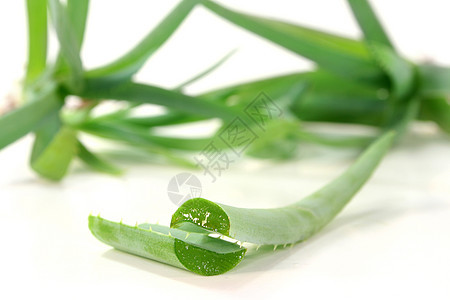 Aloe 单向皮肤草药皮肤科肉质绿色医疗医生维生素植物康复图片