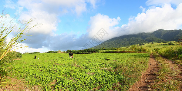 圣基茨油田风景叶子场地甘蔗天空天堂栖息地植物群农业图片