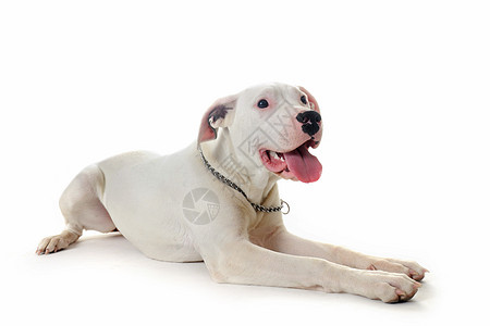 东阿根廷犬类白色小狗宠物工作室动物图片