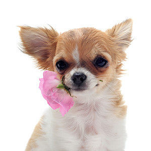 小小狗吉娃娃和花朵棕色宠物动物犬类玫瑰工作室展示伴侣白色图片