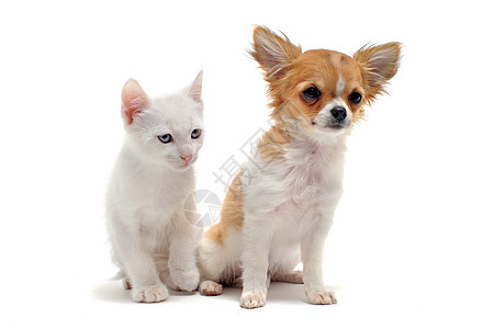小狗吉娃娃和小猫伴侣白色友谊工作室犬类朋友们棕色宠物动物图片