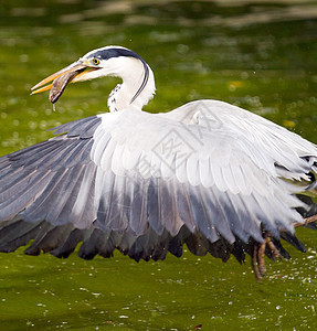 海隆渔业野生动物白色渔夫脖子动物群鸟类动物猎人翅膀羽毛图片