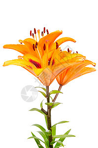 橙丽花树叶投标橙子柔软度香味庆典作品植物群压痛花店图片