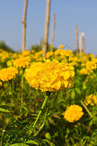 隆隆的美眉花园射线天空花瓣橙子快乐金子公园万寿菊美丽植物图片