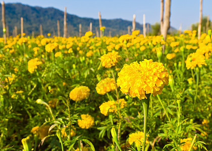 立形字段草本植物花园万寿菊明信片叶子快乐雌蕊植物阳光植物群图片