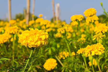 立形字段明信片植物群雌蕊植物学射线金子橙子天空花粉花瓣图片