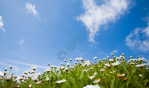 花菊和蓝天空太阳场地雏菊季节国家草地天空天堂牧场场景图片