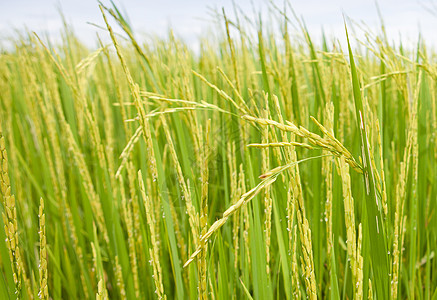 稻谷季节路线风景热带收成农业农田种植园粮食稻田图片