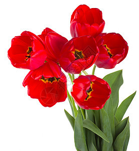 红色郁金香花束叶子绿色花瓣脆弱性礼物白色植物图片