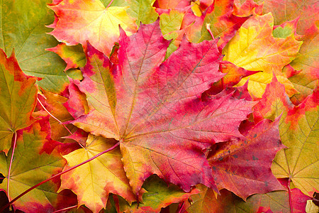 秋叶活力黄色绿色植物学发红工作室树叶季节橙子植物图片
