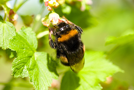b 大黄蜂授粉花翅膀衬套植物宏观花园昆虫叶子花粉蜂蜜蜜蜂图片