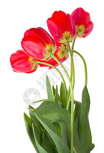 红色郁金香花束绿色白色礼物花瓣脆弱性叶子植物图片