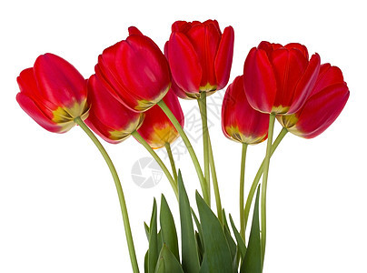红色郁金香花束花瓣植物礼物绿色叶子脆弱性白色图片