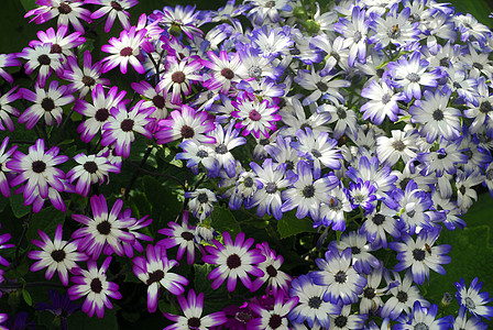 蓝铜花植物群植物园艺风格花园装饰花瓣季节性花艺花朵图片