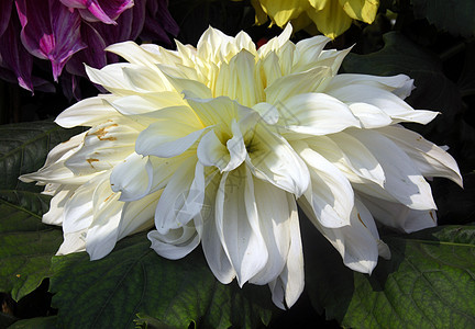 白色 Dahlia 花朵花艺植物群装饰季节性植物风格阴影园艺花瓣花园图片