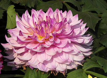 粉红 Dahlia 花植物植物群季节性阴影风格花瓣装饰园艺花艺花园图片