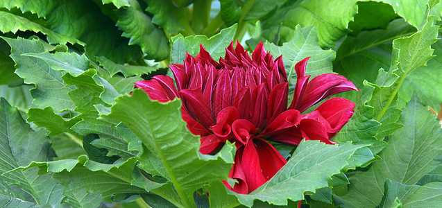 红 Dahlia 花朵风格植物群装饰植物园艺花园阴影季节性花艺花瓣图片