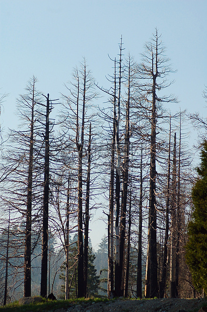 绿色高高的红木树森林高度异国公园日志草原树干历史性红杉草地图片