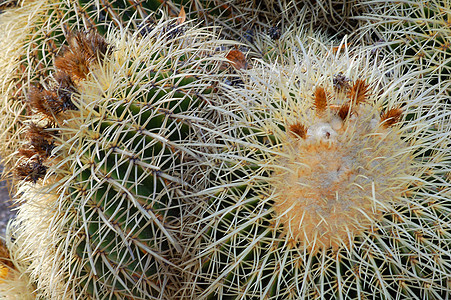 Cactus 工厂化妆品生长海绵状园林绿色园艺旱生植物植被沙漠多刺图片