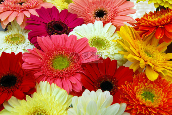 粉红色黄黄色红雪贝拉花花装饰红色花瓣雏菊花朵花园风格季节性花艺植物群图片