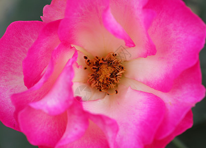 粉红玫瑰花缝合花朵季节性植物群玫瑰风格花瓣花园阴影植物装饰图片