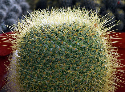 Cactus 工厂绿色植物旱生植物海绵状草本园林植被肉质沙漠绿化图片