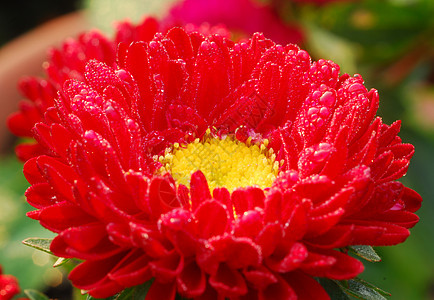 红菊花玫瑰黛西花园艺装饰花朵阴影花园花艺季节性植物雏菊风格图片
