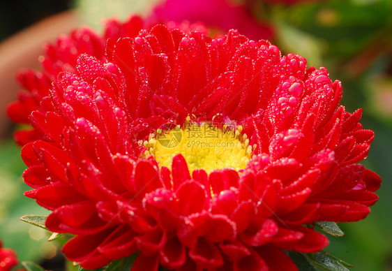 红菊花玫瑰黛西花园艺装饰花朵阴影花园花艺季节性植物雏菊风格图片