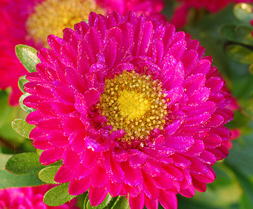 粉红菊花黛西花季节性花艺装饰阴影花瓣植物花园风格花朵园艺图片