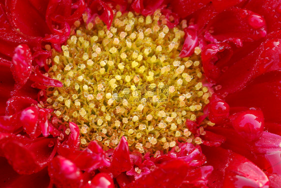 红菊花玫瑰黛西花菊花雏菊花园植物群阴影风格装饰花朵园艺植物图片