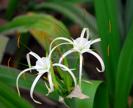 白锥形蜘蛛花季节性花瓣风格植物群阴影装饰花朵花园百合园艺图片