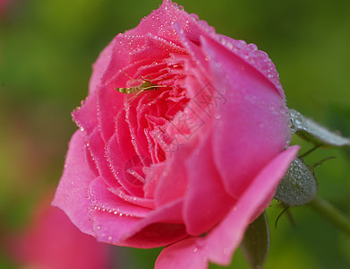 玫瑰花芽花艺风格花园植物群季节性植物花朵情人阴影装饰图片