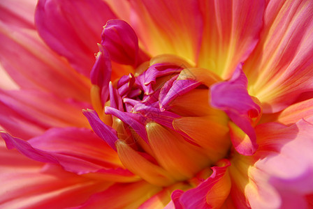 粉红色黄色大花花花朵园艺花艺装饰花瓣植物群风格大丽花阴影背景图片