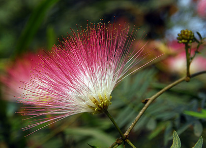 粉色粉扑豌豆花季节性花瓣阴影植物群装饰风格花朵植物花园图片