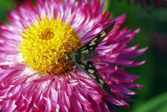 粉红海利石白纸菊花花朵上的蜜蜂花蜜阴影植物蜂蜜花苞花园花瓣植物群风格草花图片