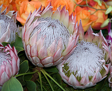 奇异稀有的稀有哈瓦伊人国家粉色国王花瓣白色蜜罐热带园艺花园植物图片