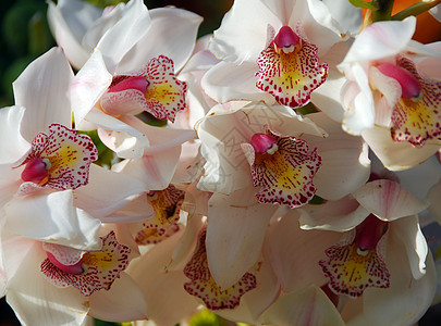 白兰花花花瓣园艺花园风格植物兰花装饰花朵花艺季节性图片