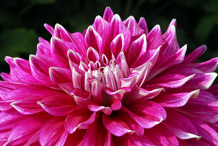 粉红 Dahlia 花植物群阴影花园风格花艺季节性装饰花朵花瓣植物图片