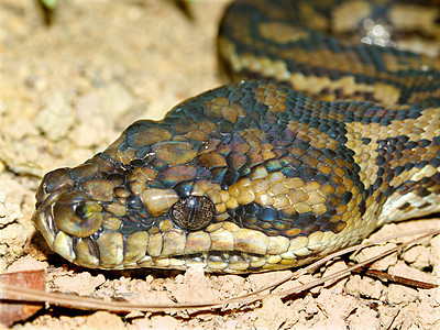 澳大利亚的Python生物学蟒蛇环境生物疱疹荒野爬虫学动物惊吓生活图片