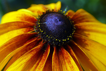 乌沙黄色露天花朵眼睛黑色花瓣黑眼花园植物群季节性图片